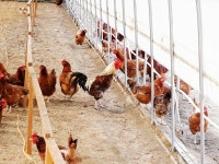 노계 폐계닭 chicken 특대 (생닭) 2마리 (1.5kg내외) : 계룡 유통