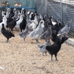 육수용닭, 닭계장용(냉동)노계 폐계닭 chicken 10마리 (식당전용) : 계룡 유통