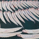 거북고흥건어물 | [현대건어물]반건조 바다장어 (붕장어) 1kg 손질완료/아나고/장어 : 고흥몰