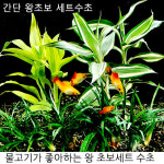 애란 산드리아 간단 왕초보 수초세트 : 365수족관