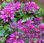 포카혼타스 퍼플 [3포트 복남이네야생화 모종 수레박하 벨가못 비밤 허브 왜성 모나르다] : 복남이네야생화
