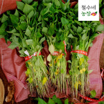 해남 꿀 고구마 모종(종순) 1kg 순 싹 : 철수네농장