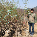 슈퍼매실나무 묘목 결실주 4년 청매실 나무 특묘 : 한밭농원