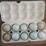 황태먹여 더 맛있는 자연방사란 청란 초란 청계알 30란 : 숲속청계농장