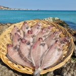 포항 반건조 가자미 500g 1kg 손질가자미 : 구룡포대명수산
