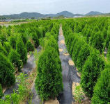 순희농장 미측백나무 서양측백나무 분150cm H1.5조경수 관상수 울타리 정원수 : 씨티농원