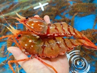 숨 쉰 채 발송 활 독도새우 진짜 독도꽃새우 500g 버스발송가능 : 세민 수산