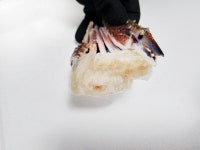 절단 냉동꽃게 3L사이즈 6kg/1박스 손질꽃게 업소용 양념게장 간장게장 식당용 : 일산대게직판장