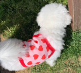 오렌지원 사랑스러운 하트 쿨 크롭 나시 티셔츠 강아지옷 : 오렌지 원