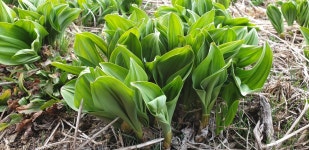 강원도 인제 동일농장 산마늘뿌리 명이모종 50촉 (울릉도종) : 동일농장