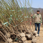 슈퍼매실나무 묘목 결실주 4년 청매실 나무 특묘 : 한밭농원