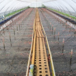 [라파엘 우렁이쌈장 1통 900g] 정읍 국화회관 (맛집 직배송) 캠핑음식 : 인생식탁