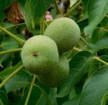 왜성 호두 나무 묘목 185 2년생 특묘 서울농원 : 서울 농원