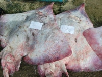 흑산도 싱싱 삭힌 홍어 회 500g 국산 목포 삼합 : 신안해태수산
