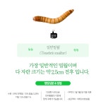 살아있는 nb 밀웜 서비스밀기울O 극소 200+40 게코 도마뱀 사마귀 먹이 슈퍼밀웜 : nb 밀웜 곤충 농장
