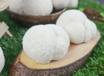 국내산 원목재배 노루궁뎅이버섯 300g : 모인마켓