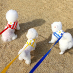 새끼강아지 하네스옷 소형견하네스 : 나이브몽스