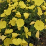 달맞이꽃 모종 노지월동 장기개화 야생화 9cm 4포트 : 웃음꽃농장