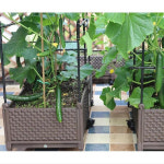 도시농업 집에서 파 상추 고추키우기 채소 옥상 아파트 베란다 작은 텃밭 상자 : 초이곳간
