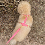 (코랄) 하네스 포리하우스 강아지 고양이 가슴줄 소형견 중형견 H형 하네스 : 포리하우스