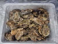 산지직송 바다향 가득한 고흥굴(생굴,각굴,석화,명품개체굴) : 금성수산-나로씨푸드