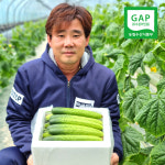 [직접생산 당일수확 직송]양주 바른농원 백다다기 오이 10개입 / 20개입 / 50개입 : 양주 바른농원