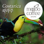 코스타리카 따라주 원두커피 200g 로스팅원두 모두의커피 : 모두의 커피