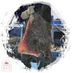 흑산도 홍어 500g : 보리마당농수산