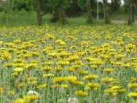 알프스민들레 : 웃음꽃농장