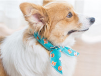 허니수니 강아지 웰시코기 쿨스카프 애견 쿨링 시원한 목토시 중형견 대형견 : 허니수니