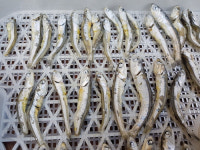 무염중멸치 반려견 반려묘 수제간식 무항생제 무방부제 : 주식회사 바다마을