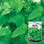레몬밤 씨앗 종자 100립 허브씨앗 도시농업 : 농업전문 팜스마켓
