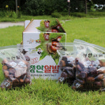정안 햇 밤 공주 국산 국내산 생밤 생율 알밤 토종 생률 견과류 특 로얄 : MUBA