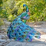 철재 공작새 모형 정원 인테리어 농원 장식 48cm/1쌍 : 부광상사-