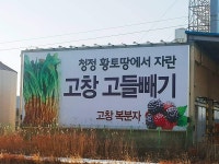 고들빼기 선향농장직송 생 고들빼기 3kg, 고창 꼬들빼기김치 건고들빼기나물 : 선향농장