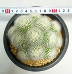 글로리가든 다육식물 소정 특이한 다육 선인장다육 : glory - garden