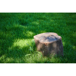 숲 나무 그루터기 배경 실사 사진 어린이집 유치원 포토존 현수막 출력 제작 18번 : 키즈나래디자인