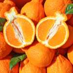 천하일품 제주 서귀포 명품 한라봉 가정용 선물세트 : 천하일품감귤농장