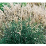 (성실D)신품종그라스(아다지오)모종(포트) 7개 품절 : 성실원예