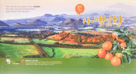 제주 카라향 3kg 5kg 10kg 세진농원 사백일향 직판 가정용 선물용 감귤 : 세진 농원