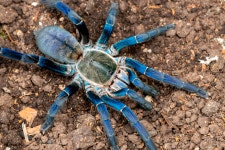 코발트블루 성체 14cm / 타란튤라 애완거미 버드이터 새잡이거미 : 파충류사육장 온라인스토어