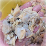 남해안 고흥 할매손 참바지락 2kg 명품바지락 : 산지직송 미르농수산