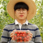 농대생이 키운 스마트팜 재배 국내산 방울토마토 750g : 청춘발아 협동조합
