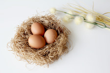 제암농장 유정란 난각번호1번 자연방사 초란 프리미엄 무항생제 자유방목 계란 : 제암농장