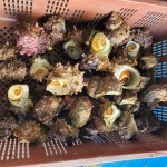 [통영시 수협 중매인] 통영산 뿔소라 1kg : 해물은성진