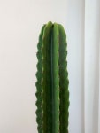 청룡각(독일토분) 공기정화 집들이 개업 선물 인테리어식물 선인장 부산/김해/양산 배송 : OUR PLANT