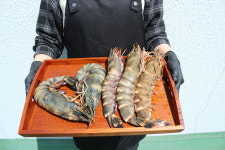 킹블랙타이거 왕새우 캠핑 새우구이 랍스터새우 버터구이 바베큐새우구이 킹새우 : 프레시아마켓