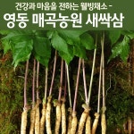 영동 새싹인삼 새싹삼 소 중 대 특 50뿌리 : 아이레벨101