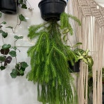 석송/스퀘어로사/거꾸로 자라는 라이코포디움/행잉식물 : 더라라플랜트