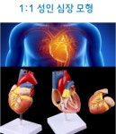 심장 모형 인체 해부도 혈관 좌 우 심방 관찰 교육용 : 더리몰